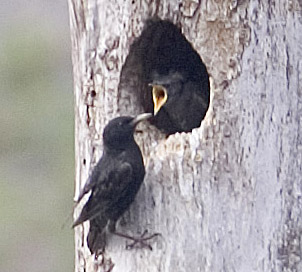 European Starling