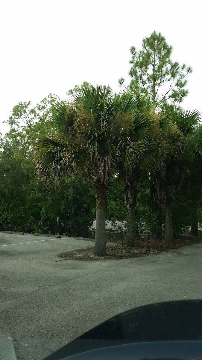 Cabbage palm