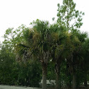 Cabbage palm