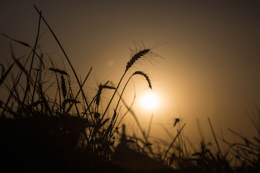 Ethiopia expects to harvest 2.4 million tons of wheat this year, compared with 1.42 million ton production in 2021.