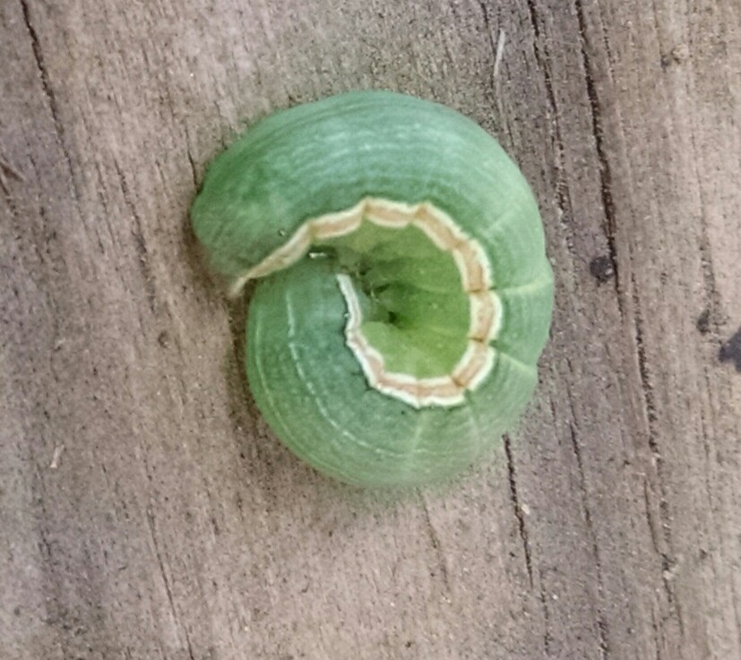 Green Cutworm Moth caterpillar