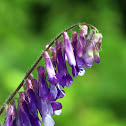 Hairy Vetch