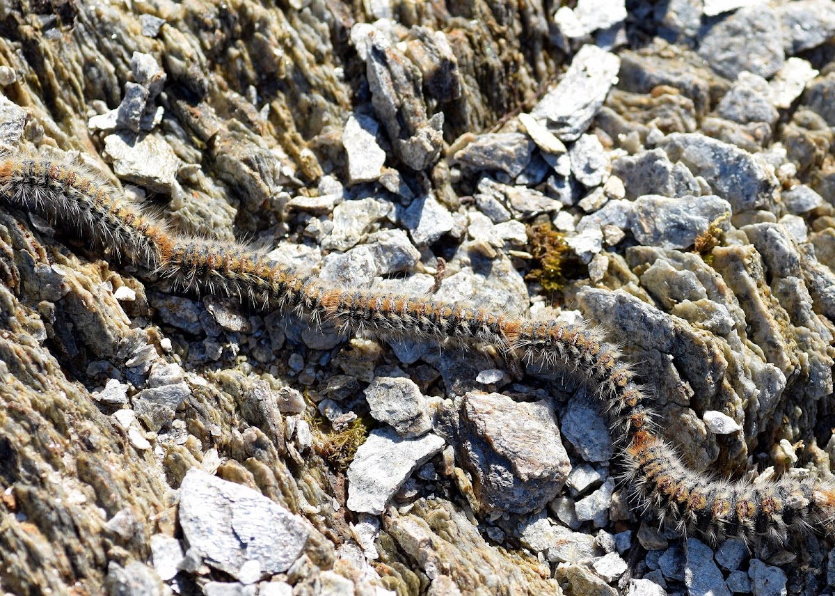 Pine Processionary Moth