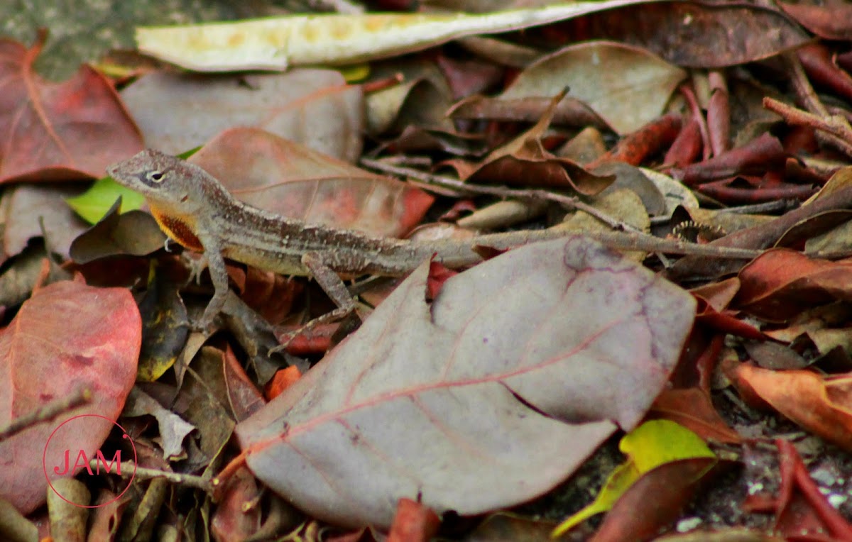 Brown Anole