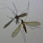 Limoniid Crane Fly