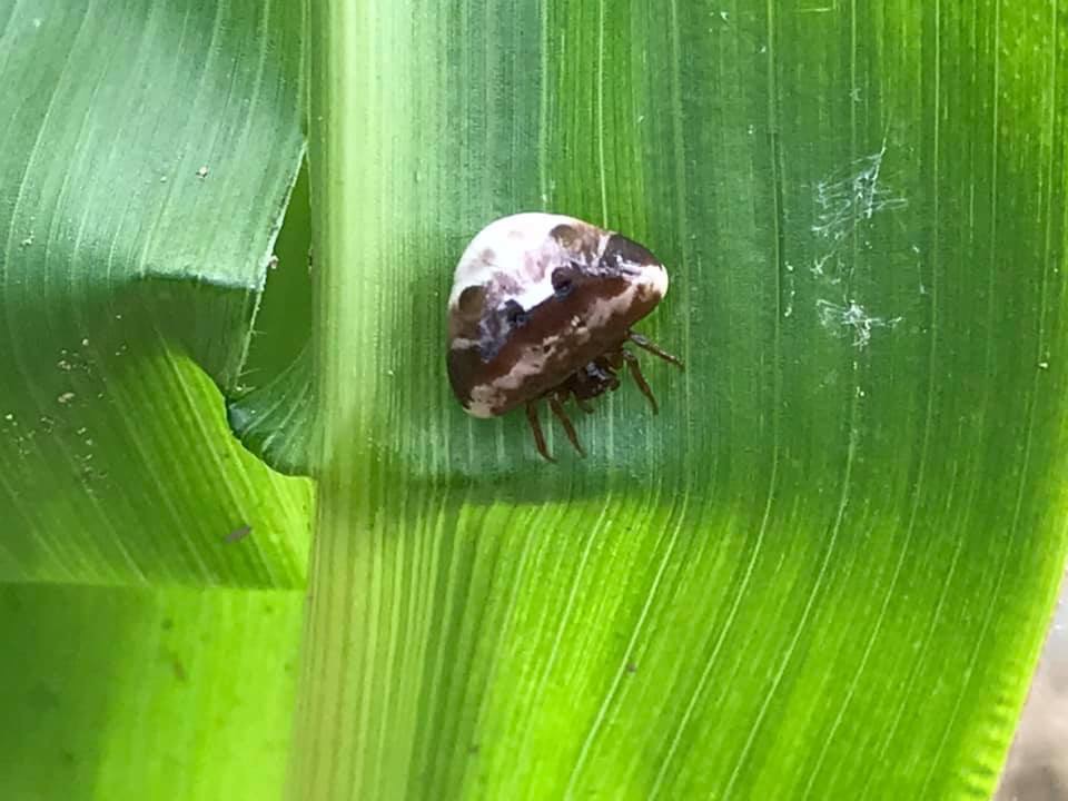 Orb Web Spider