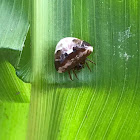 Orb Web Spider