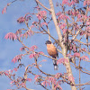 Rufous Sibia