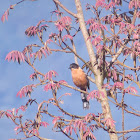 Rufous Sibia