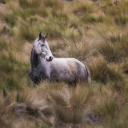 HORSE THEME