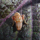 Leafhopper Nymph