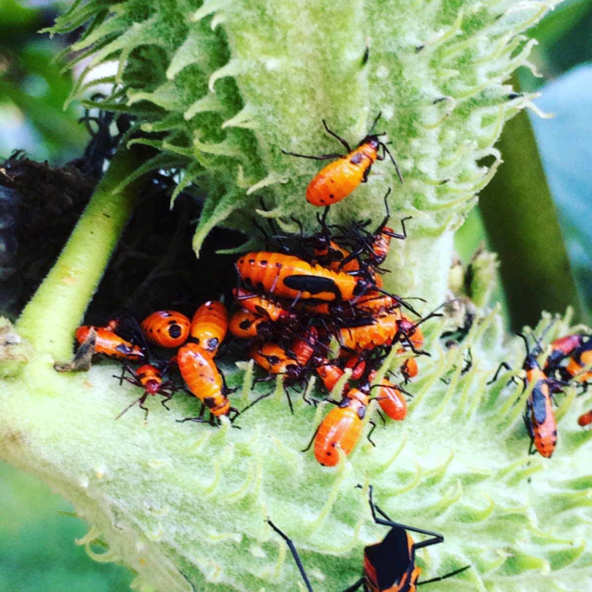 Large Milkweed Bug nymphs