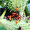 Large Milkweed Bug nymphs