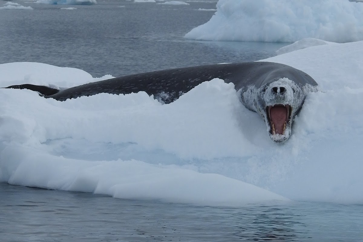 Leopard Seal