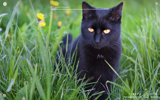 My Black Cat HD Wallpapers New Tab Theme