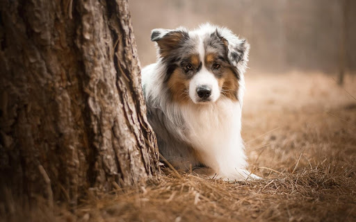 Curious Dog Exploring a Tranquil Forest screenshot 2