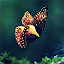 Butterfly Wallpaper HD Custom New Tab