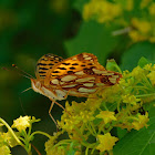 Queen of Spain Fritillary