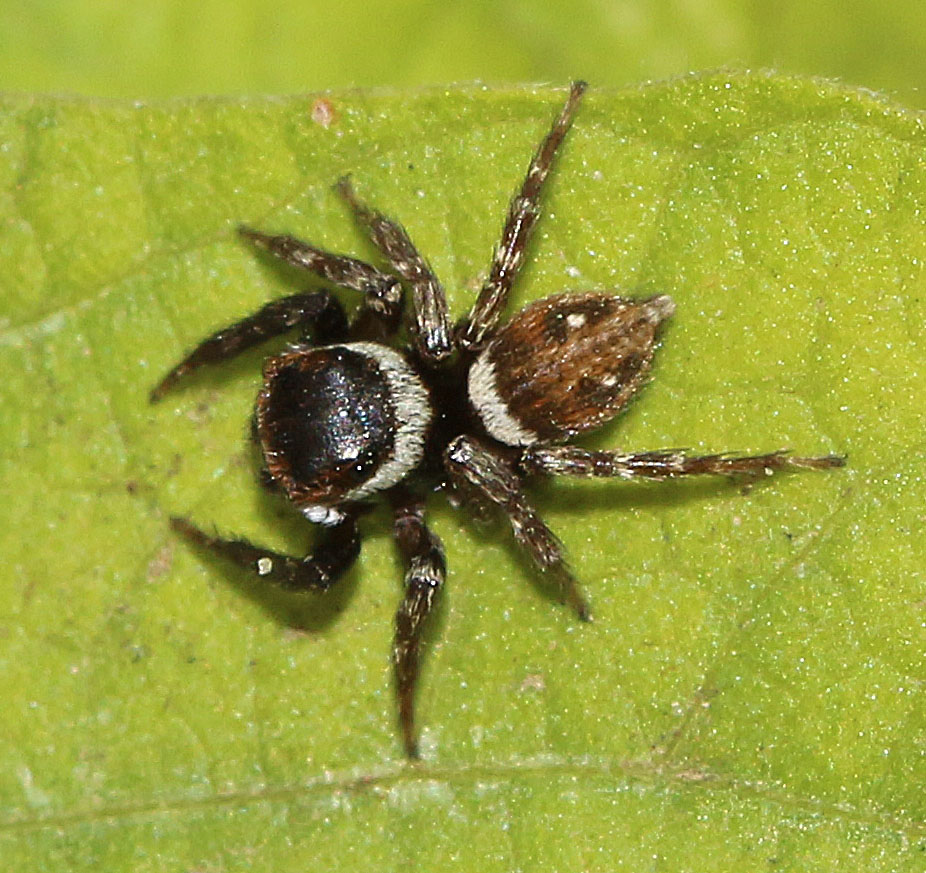 Adanson's House Jumper