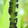 Treehopper nymphs