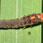 Soldier Beetle Larva