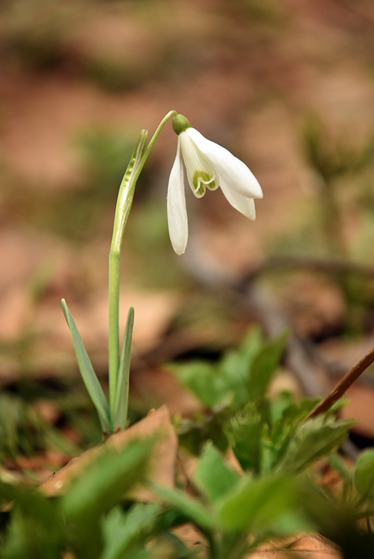 Common snowdrop