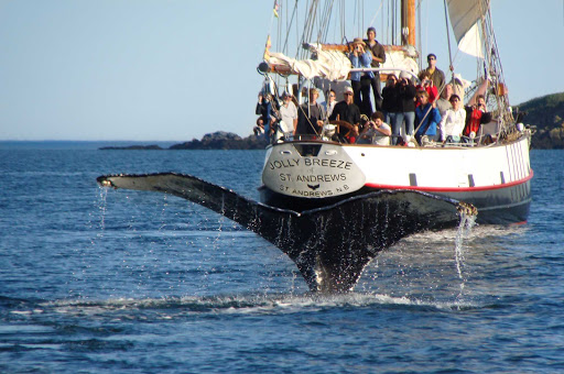 Go whale watching on a tall ship during your visit to Saint John, New Brunswick. 