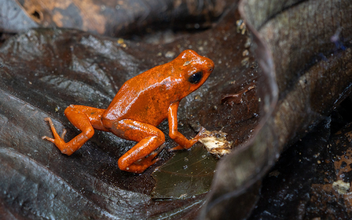 Brick-colored frog screenshot 1