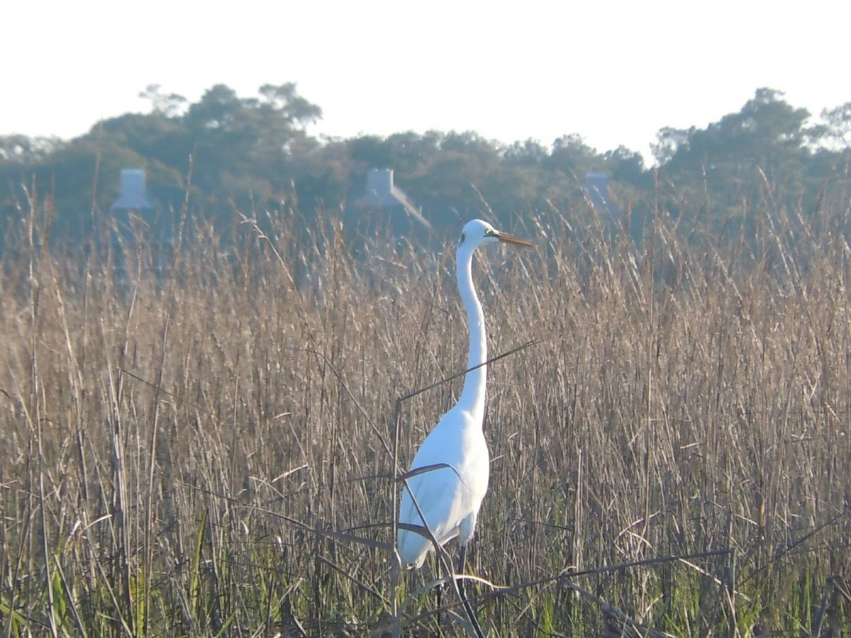 Great Egret