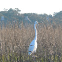 Great Egret