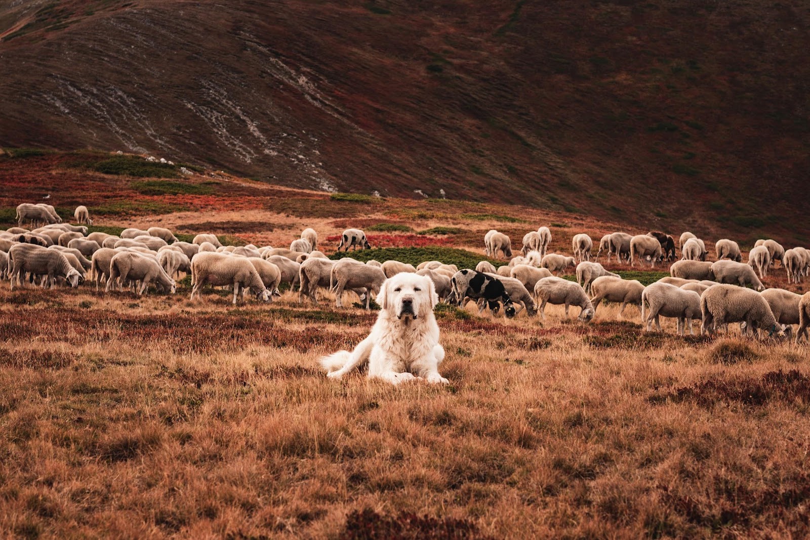 Found sheepdog during trekking