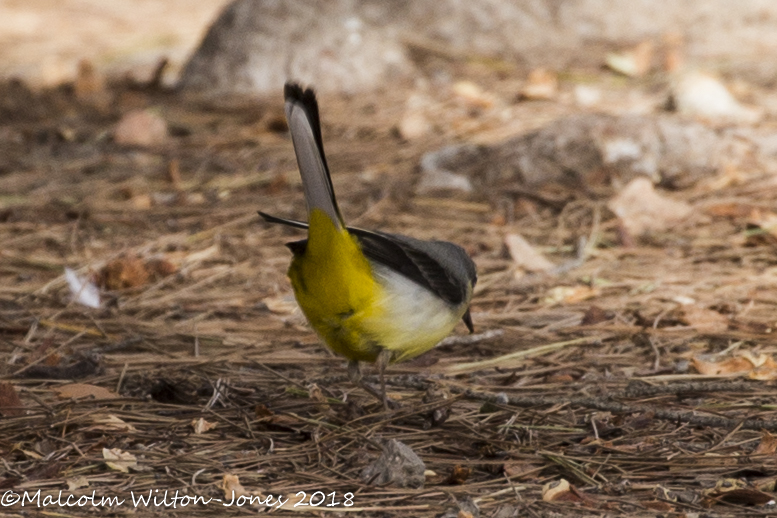 Grey Wagtail; Lavandera Cascadeña