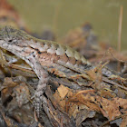 Eastern fence lizard