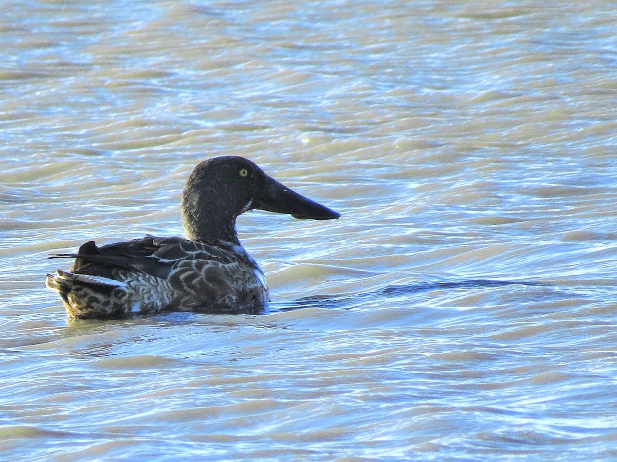 Shoveler