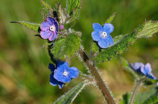 Anchusa Pentaglottis sempervirens