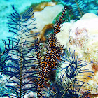 Ornate ghost pipefish