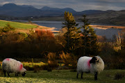 Sheep graze in a field beside Ballynakill Lough in the district of Connemara, amid the coronavirus disease (Covid-19) pandemic, in Moyard, Ireland, February 6, 2021.  