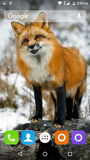 Cute Fox Wallpapers HD