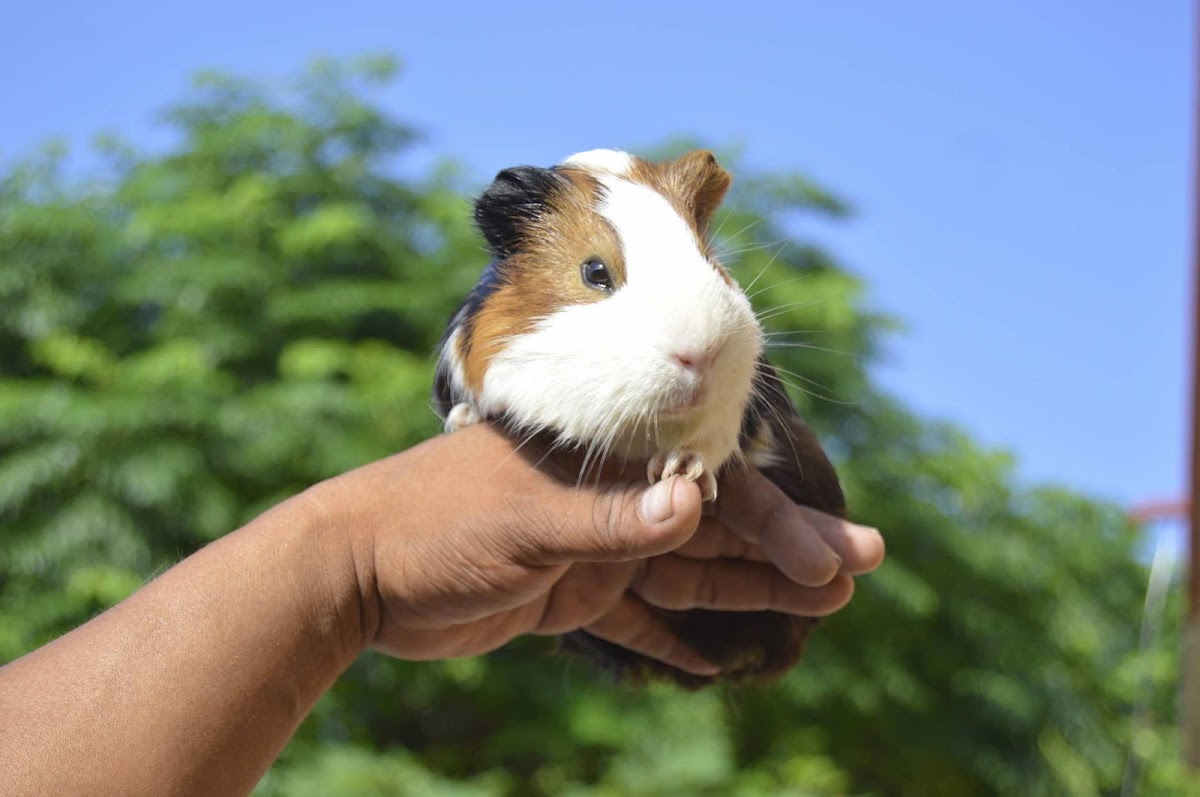 Guinea pig