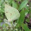 Clouded Yellow Butterfly