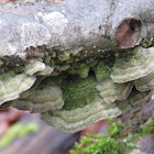 Mossy Maze Polypore