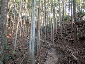 良い道が続く