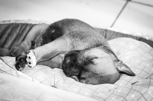 Sleeping Puppy Wallpapers