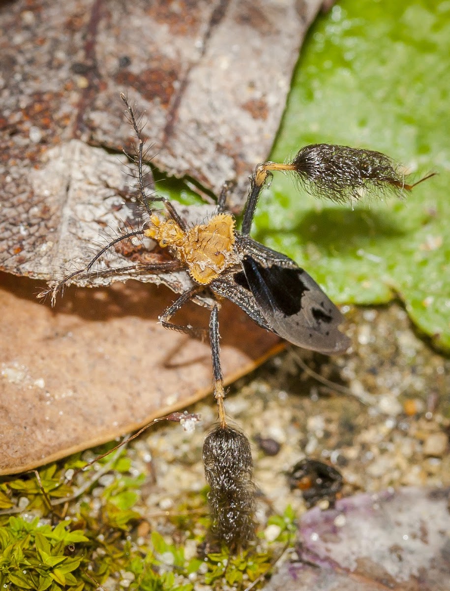 Feather-legged Assassin Bug