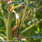 Migrant Spreadwing