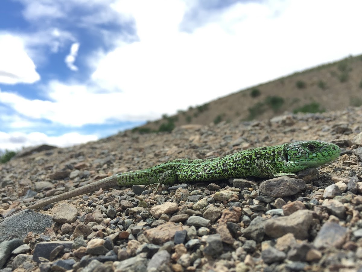 Sand lizard