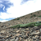 Sand lizard