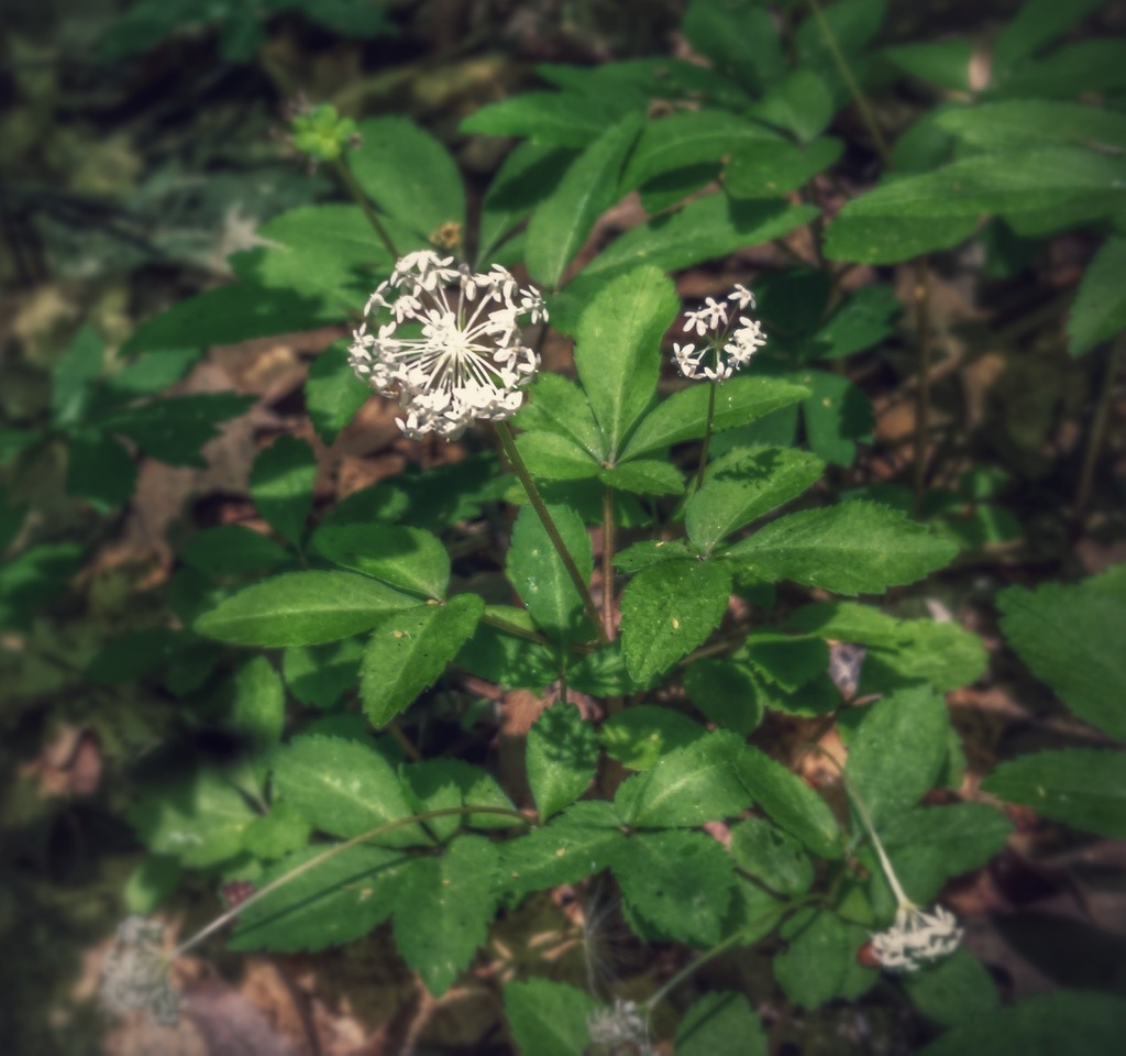 Dwarf Ginseng