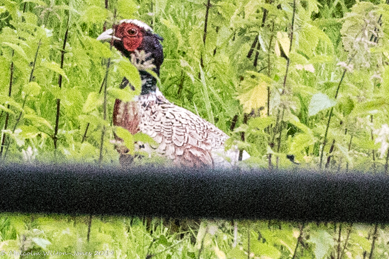 Pheasant