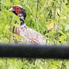 Pheasant